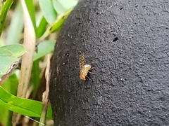 Drosophila guttifera