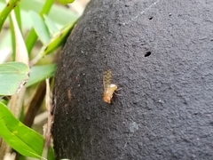 Drosophila guttifera