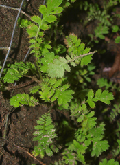 Leptinella squalida squalida