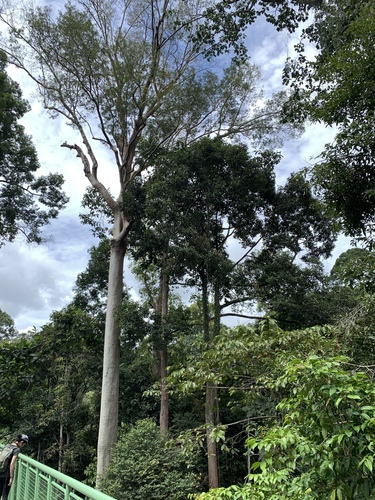 Image of Koompassia excelsa by (c) 呂一起(Lu i-chi), some rights reserved (CC BY)
