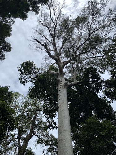 Image of Koompassia excelsa by (c) 呂一起(Lu i-chi), some rights reserved (CC BY)