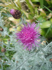 Centaurea cineraria