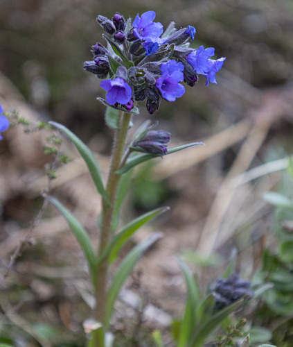Pulmonaire angustifolia 2