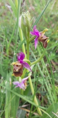 Bee orchid (Ophrys apulica)
