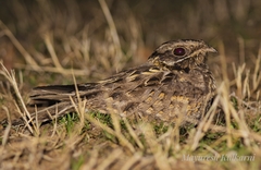Caprimulgus asiaticus