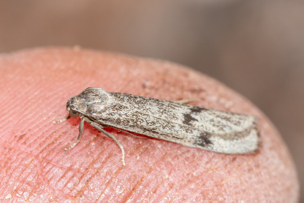 Scoliacma pasteophara