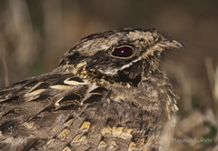 Caprimulgus asiaticus