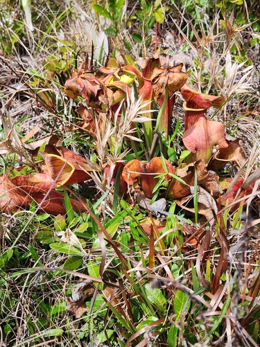 Sarracenia × naczii, photograph 6