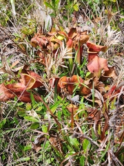 Sarracenia × naczii, photograph Scott Allen Davis, CC BY, iNaturalist via GBIF