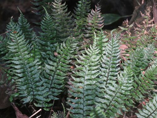 Hymenasplenium excisum iNat (2)