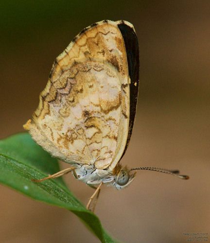 Pale-banded Crescent photo 2