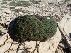 Limonium pseudominutum