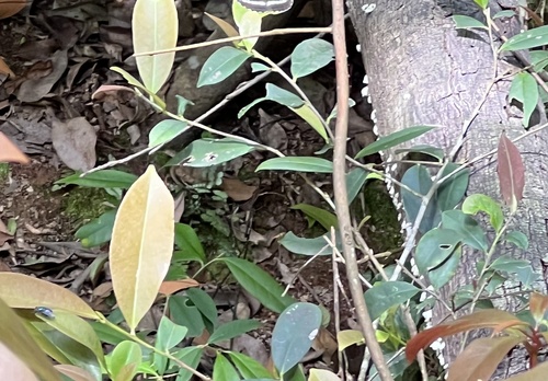 Cleyera japonica iNat (2)