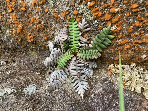 Blechnum hancockii iNat (2)