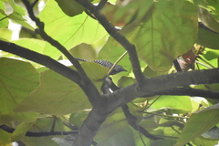 Thamnophilus multistriatus