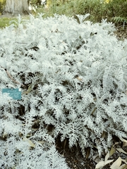 Centaurea gymnocarpa