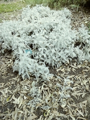 Centaurea gymnocarpa