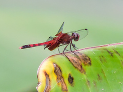 Erythrodiplax fervida