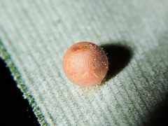 Dynastor darius stygianus