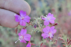 Epilobium nivium