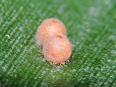 Dynastor darius stygianus