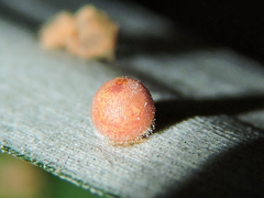 Dynastor darius stygianus