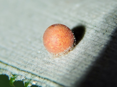 Dynastor darius stygianus