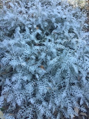 Centaurea gymnocarpa