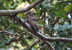 Glaucidium radiatum
