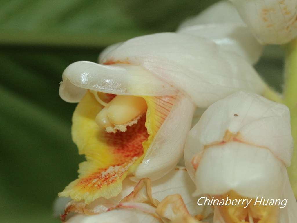 Alpinia uraiensis Hayata 4