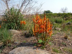 Erythrina leptorhiza