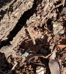 Litaneutria skinneri