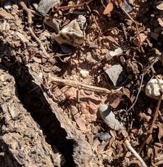 Litaneutria skinneri