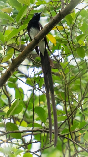 Black Paradise Flycatcher (Terpsiphone atrocaudata), photo 4