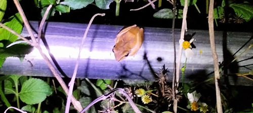 Spot-legged Tree Frog