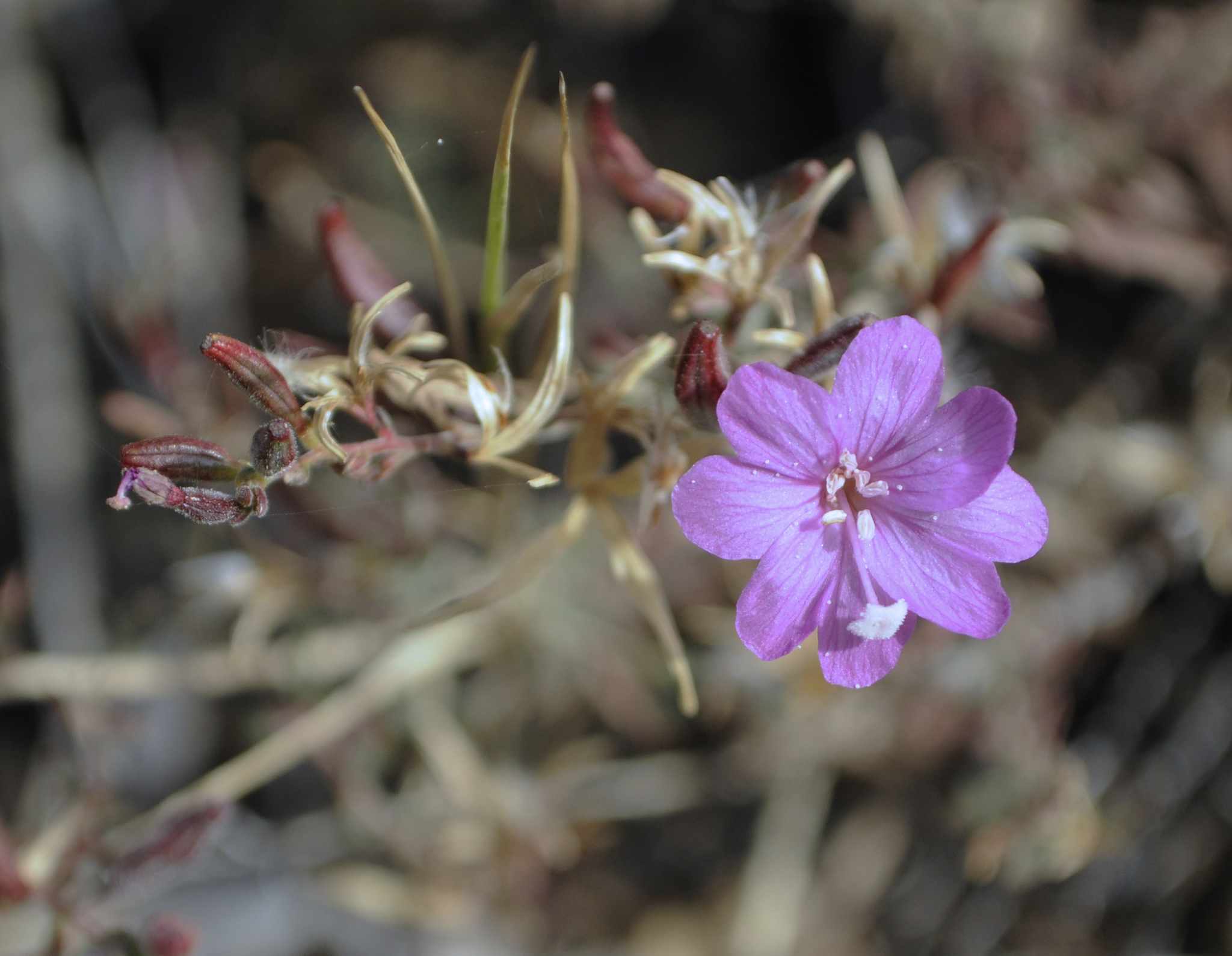 Epilobium nivium