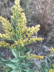 Solidago velutina