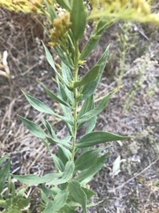 Solidago velutina
