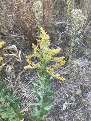 Solidago velutina
