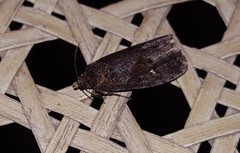 Cryptaspasma