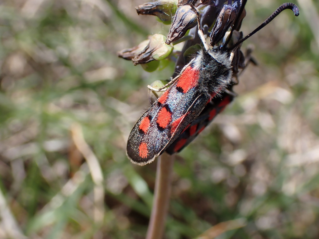 Algarve Burnet