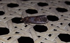 Cryptaspasma