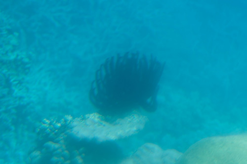 Crinoidea