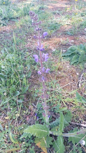 Image of Salvia sclareoides by (c) Elizabete Marchante, some rights reserved (CC BY)