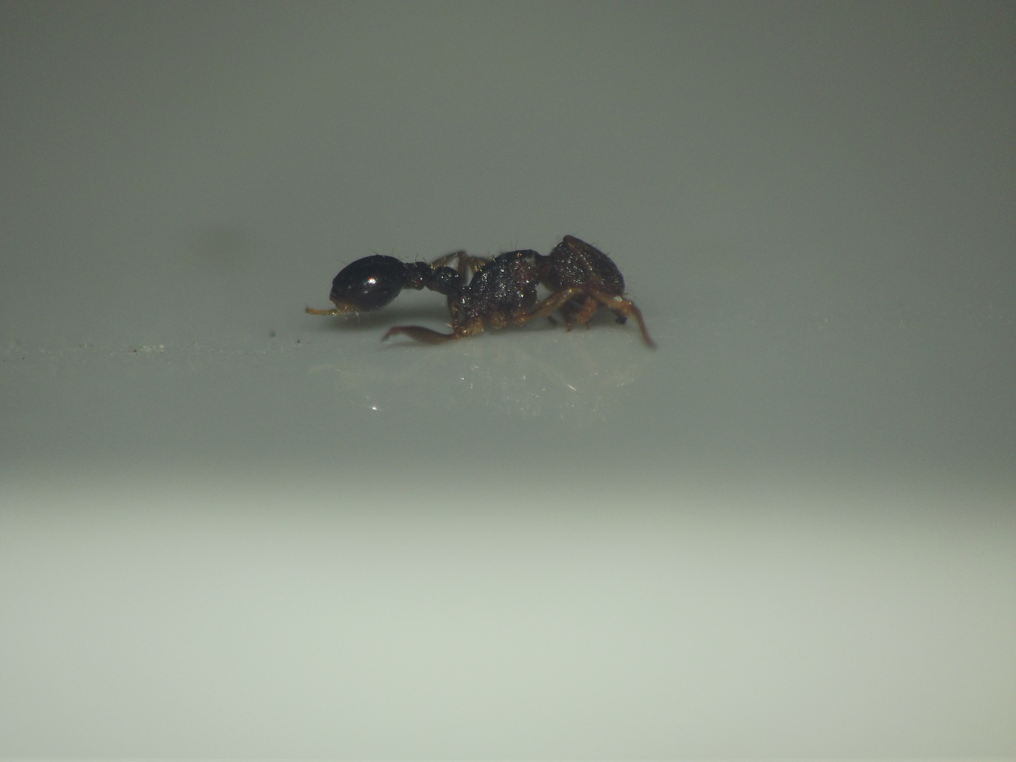 Tetramorium mixtum