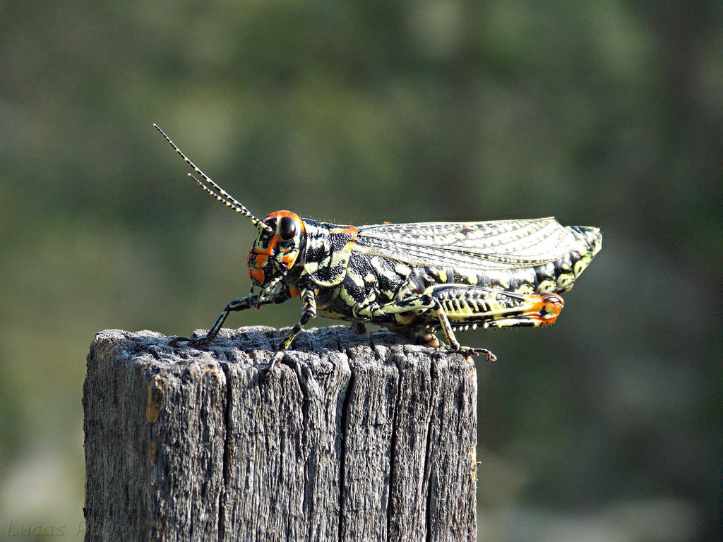 Diponthus