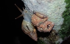 Drymaeus semistriatus