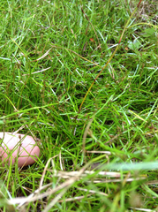 Schoenus maschalinus