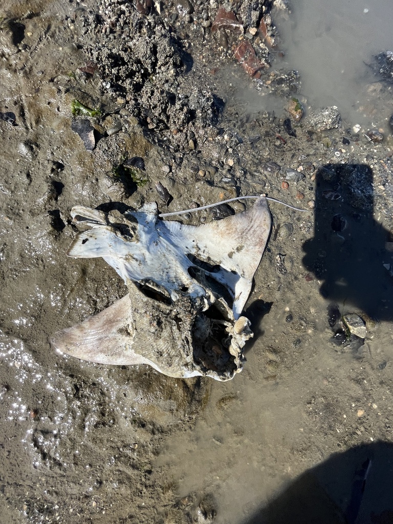 Bat Ray from San Francisco Bay, San Mateo, CA, US on April 15, 2023 at ...