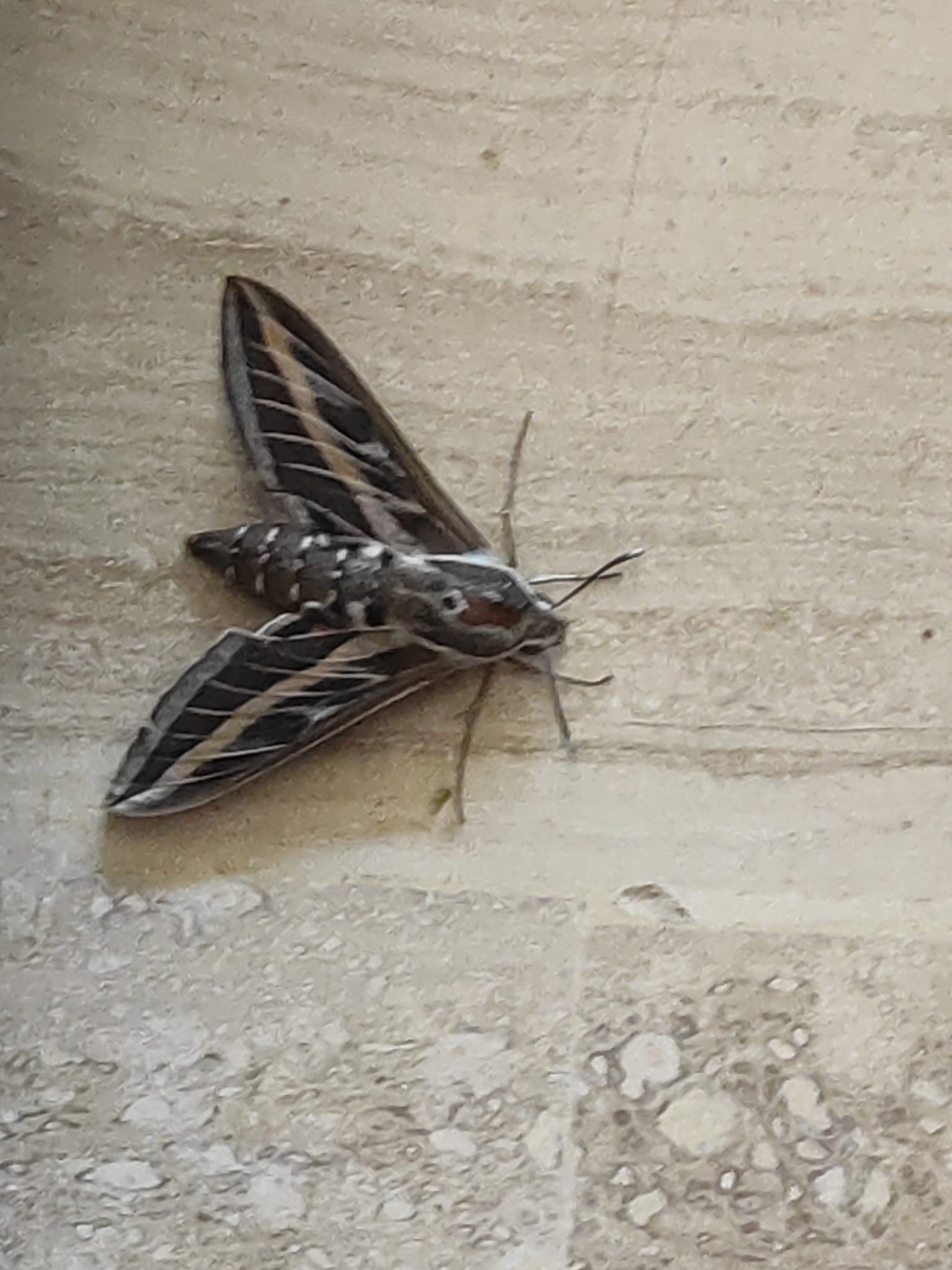 Hyles livornica